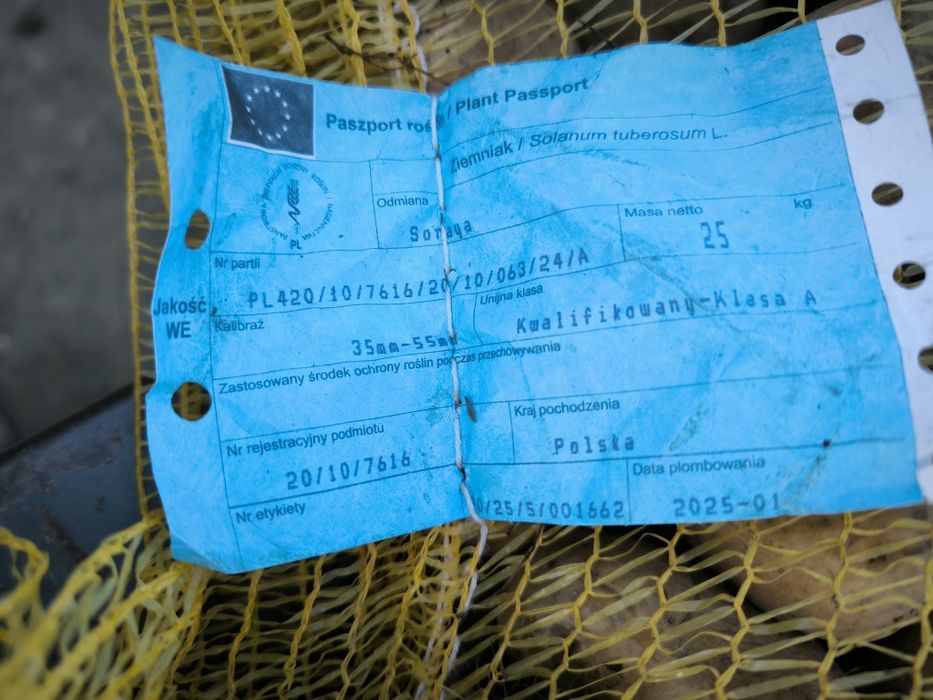 Ziemniaki typu sadzeniaki Soraya i Baltic Rose