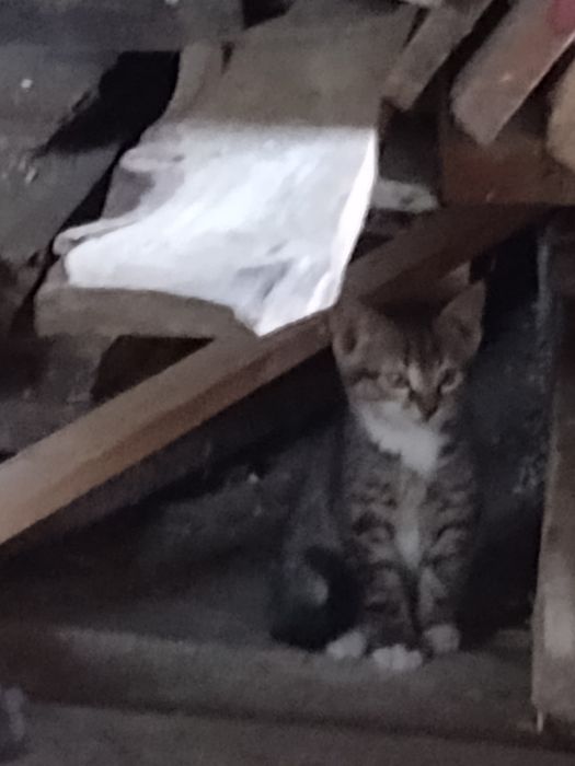 Kotki koty kocięta