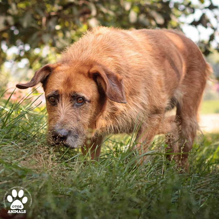 Uroczy, rudy pies Diego szuka domu!