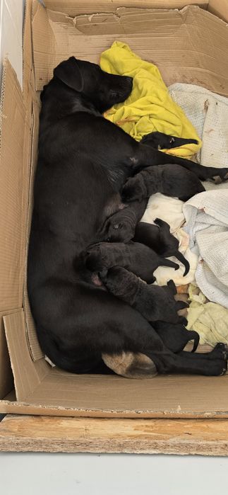 Filhotes arraçados de Labrador