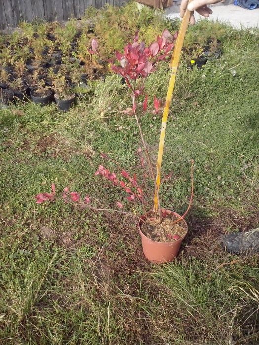 Borówka Amerykańska Krzaki Sadzonki Bluecrop Elizabeth Duke