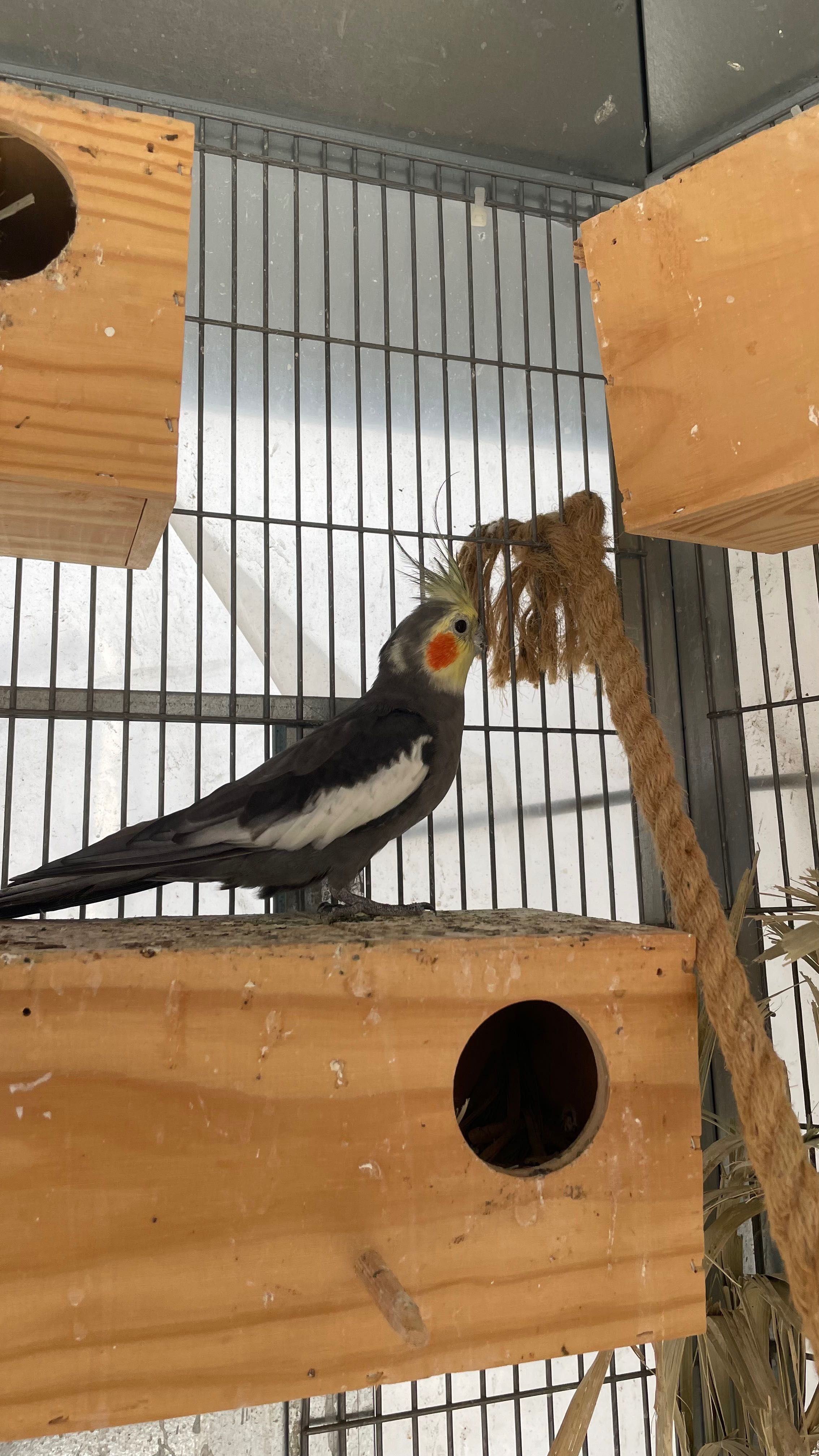 Troco lote de 21 aves reprodutoras/casais