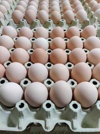 Jaja Jajko jajo kremowe jasne hurt detal krem wiejskie