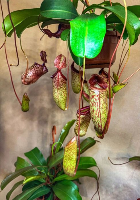 Мухоловка  Непентес (лат. Nepenthes) h -25 см