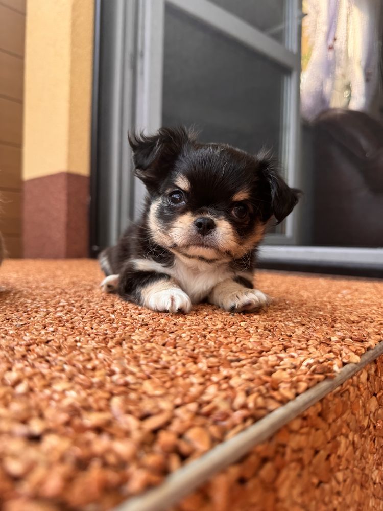 Pies rasowy chihuahua