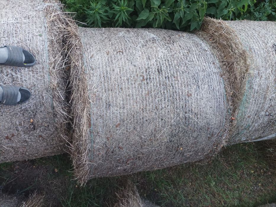 Siano w belach sprzedam