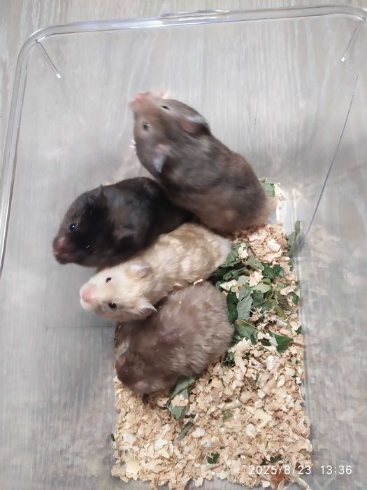 Хомяки.  джунгарские хомяки