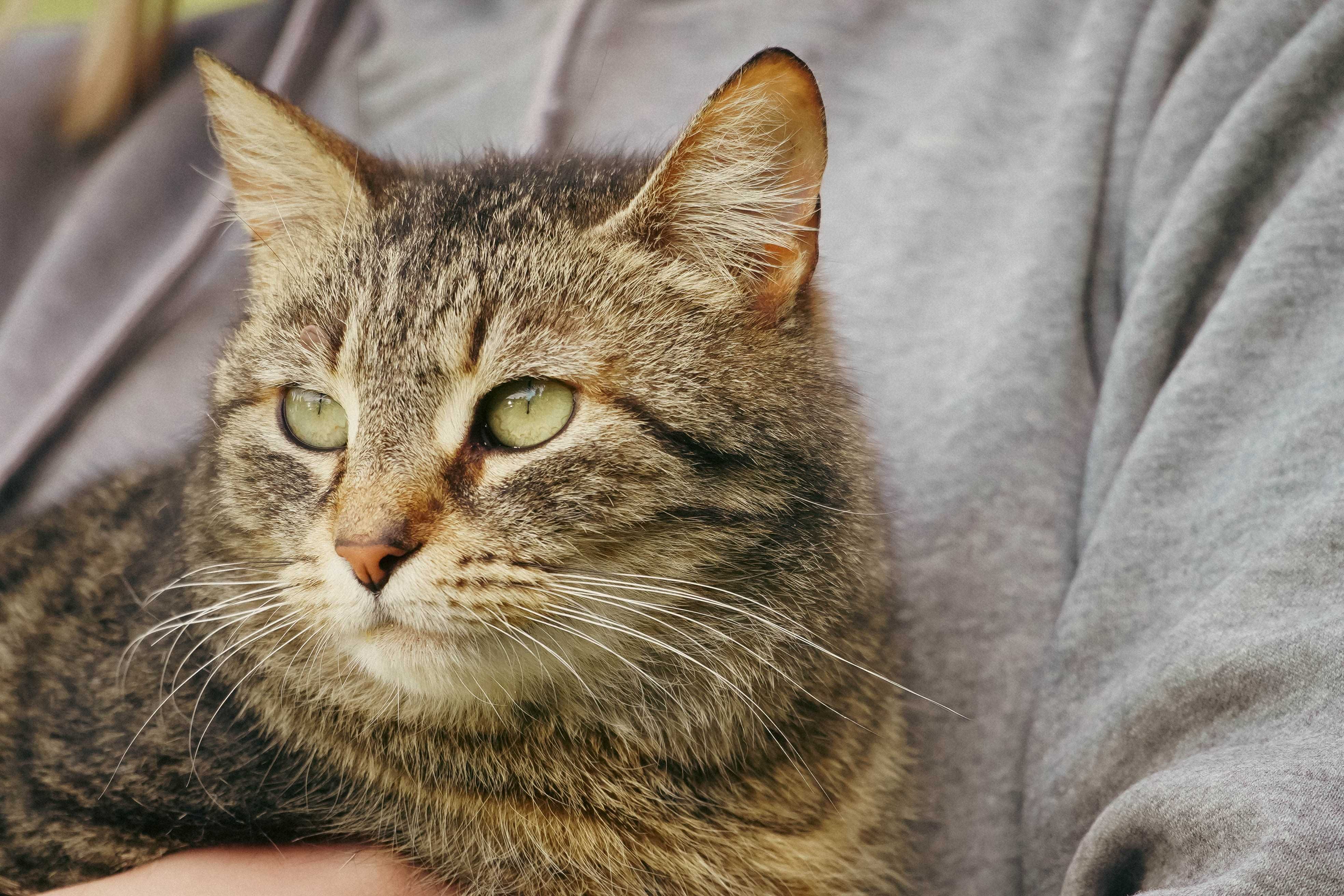 Lusia - piękna bura kotka do adopcji