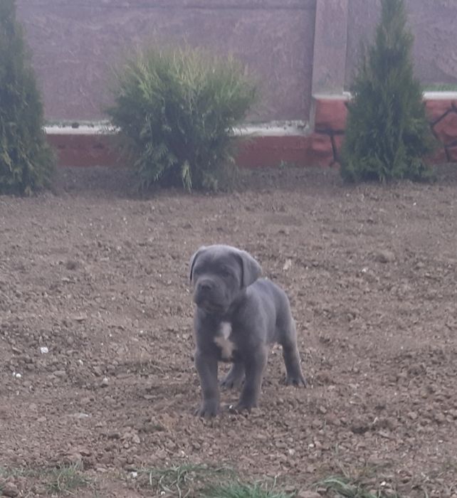 Цуцики кане, голубої окраси