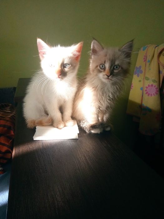 Киця, кішка ,  6 міс віддам