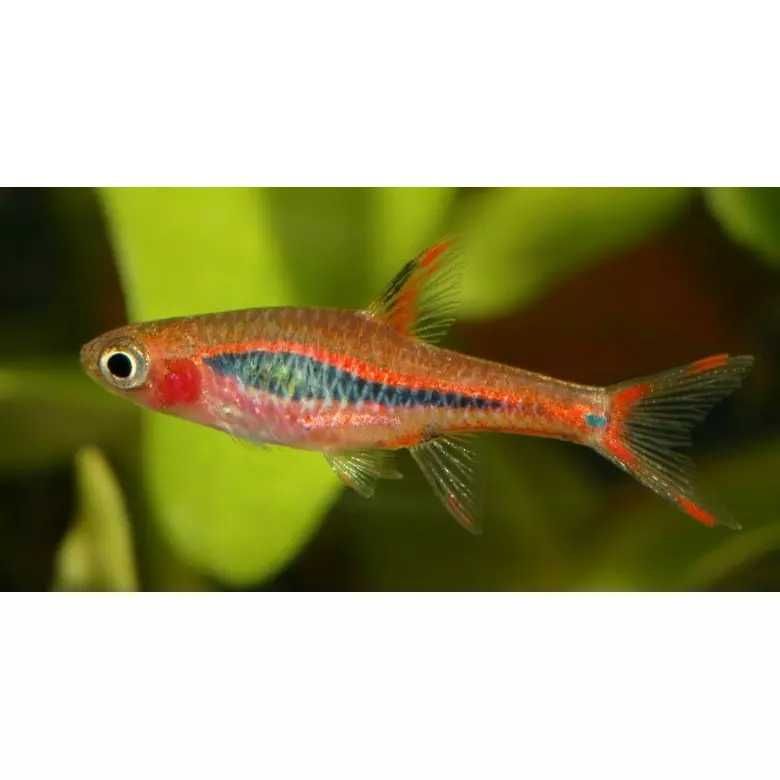 Razbora red mikro - Boraras naevus