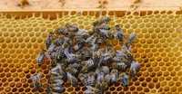 ТЕРМІНОВО! Продам свою пасіку бджолосім'ї улики пчелы бджоли