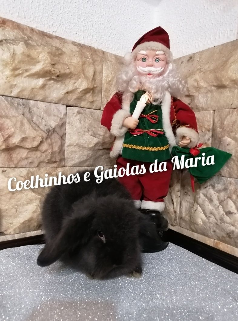 Coelhos anões Mini Holandêz, Tedy e Coelhinhos Mini Lop Belieri