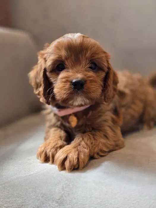 Cavapoo disponível