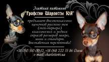 Профессиональный питомник!Милый мальчик,отЧемпионов! ДокКСУ,чип,привит