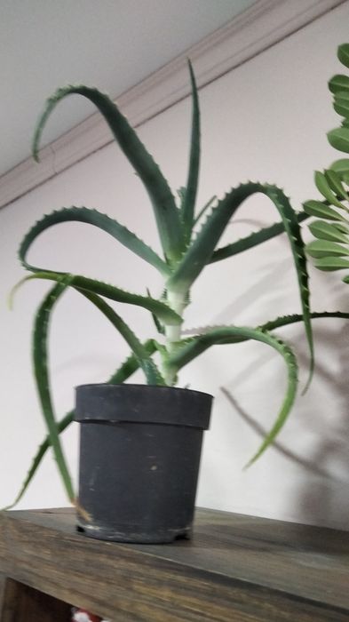 Домашні рослини, квіти