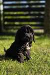 Cavapoo suczka f1
