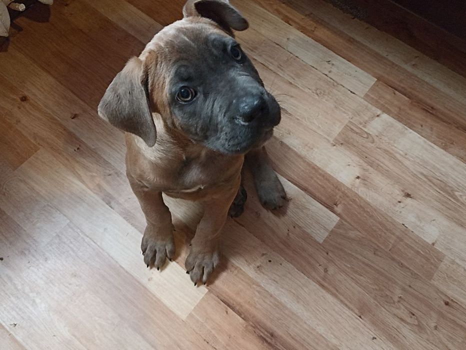 Цуценя Кане - корсо