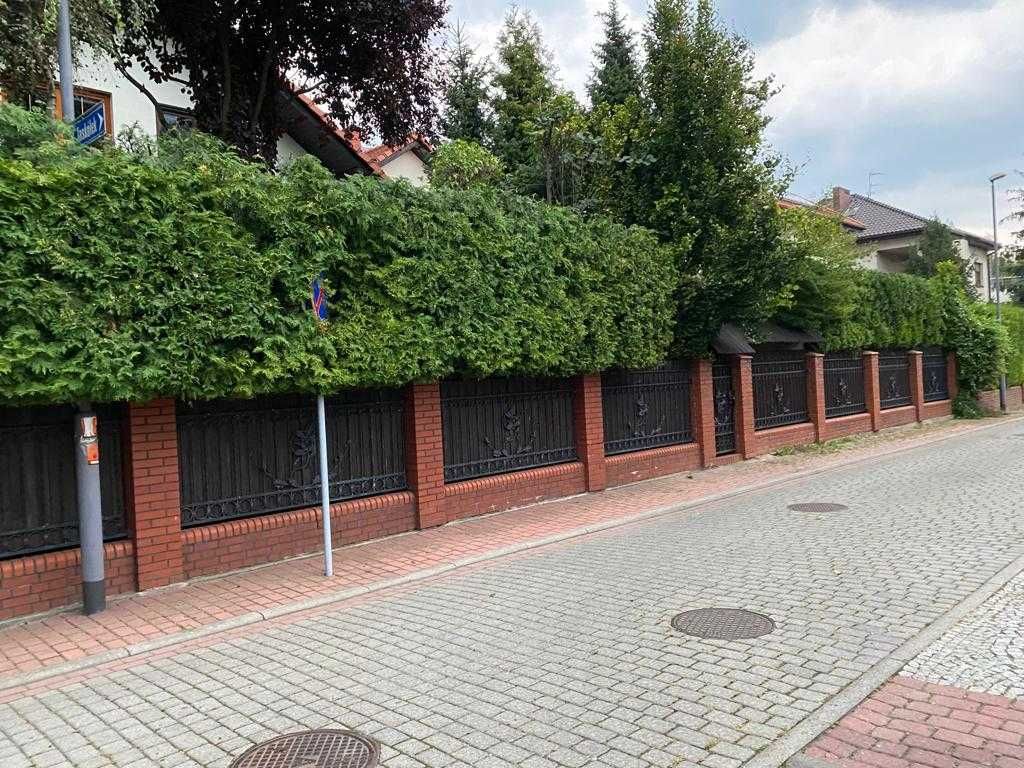 Przycinanie tui, żywopłotów, nasadzanie tui, wywóz masy zielonej