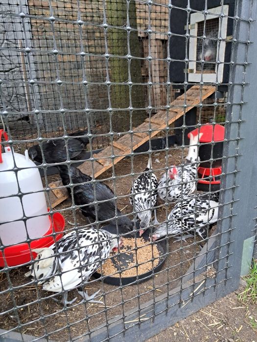 Hamburgi Ayam Cemani