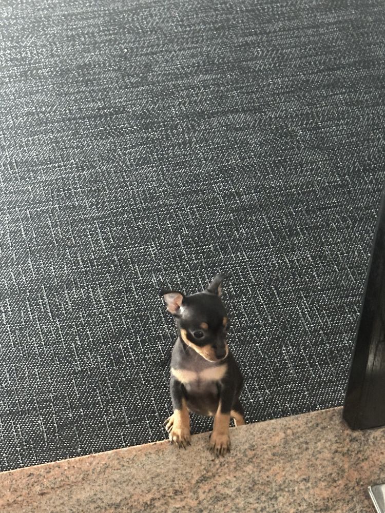 Pinscher miniatura