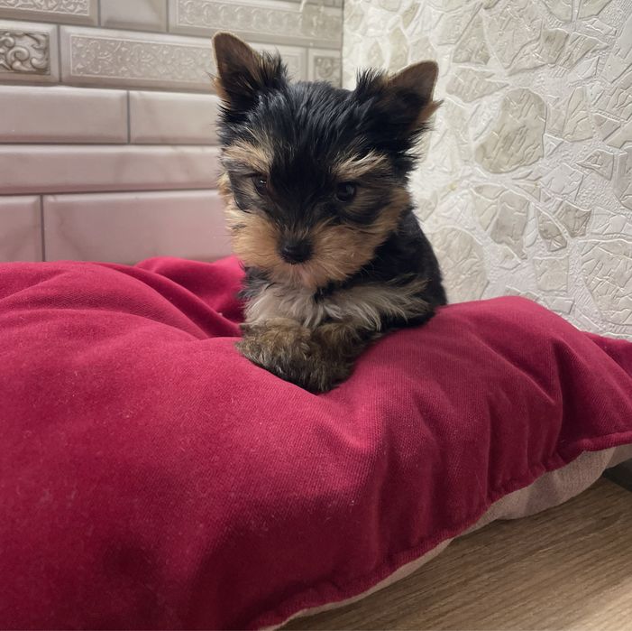 Міні крошечка йорочка