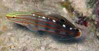 Akwarium morskie - Amblygobius rainfordi