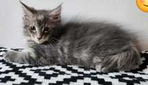 Śliczna kotka Maine Coon