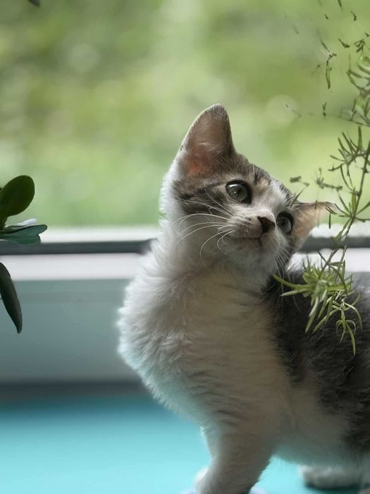 kociak chłopiec wychowany na butelce -aktualne