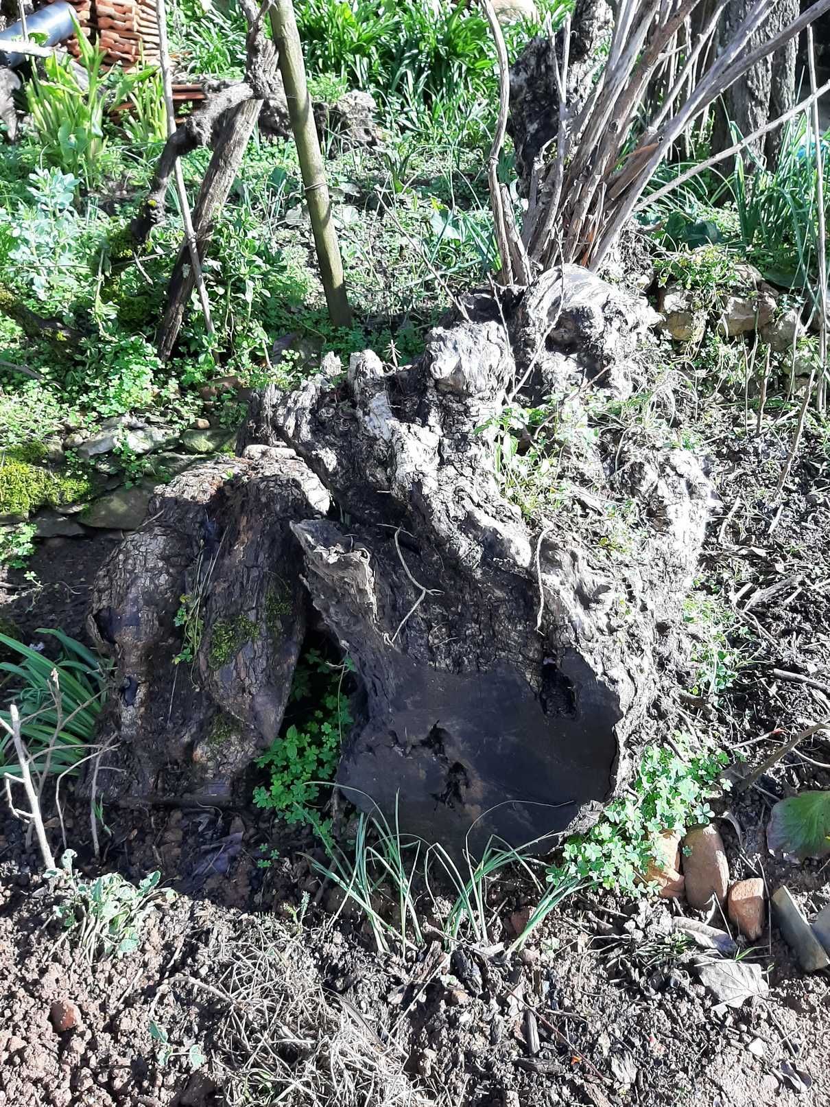 Troncos de oliveiras centenárias para reaproveitamento artístico