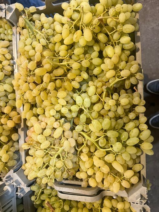 Продам мандарин, гранат, апельсин, виноград оптом