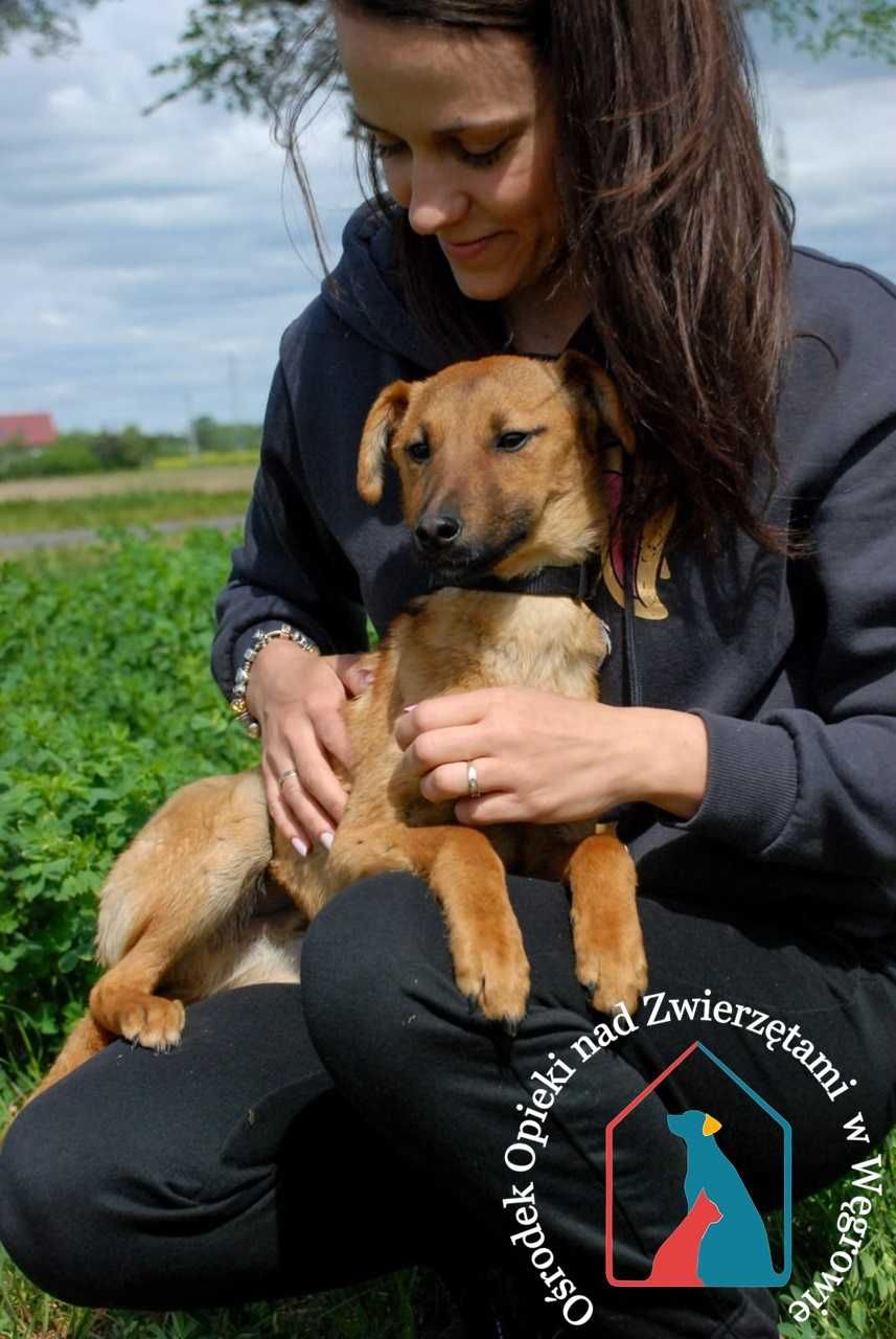 Młody, nieduży, WRAŻLIWY, ŁAGODNY, UCZUCIOWY, niezwykle uroczy!