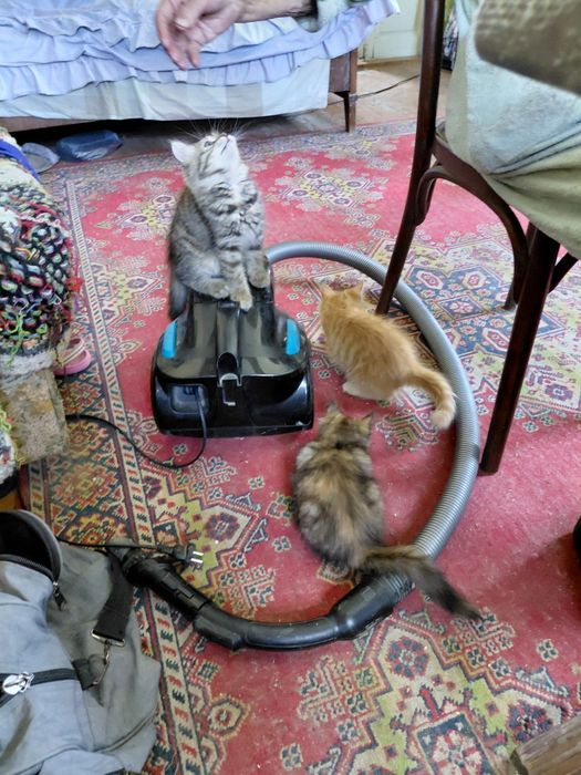 Котики, домашні.