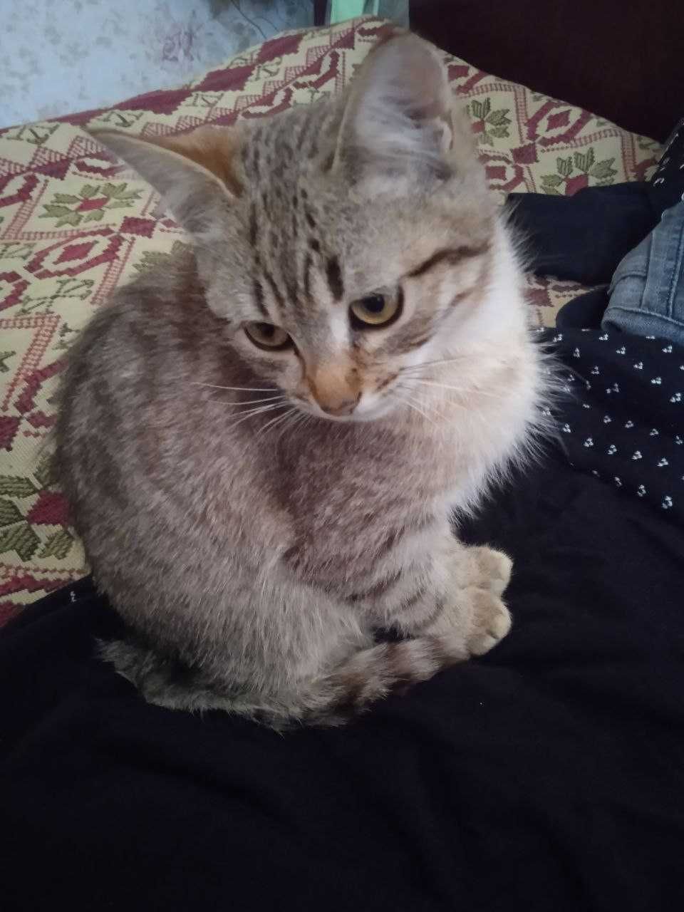 Котенок Лео ищет добрые руки