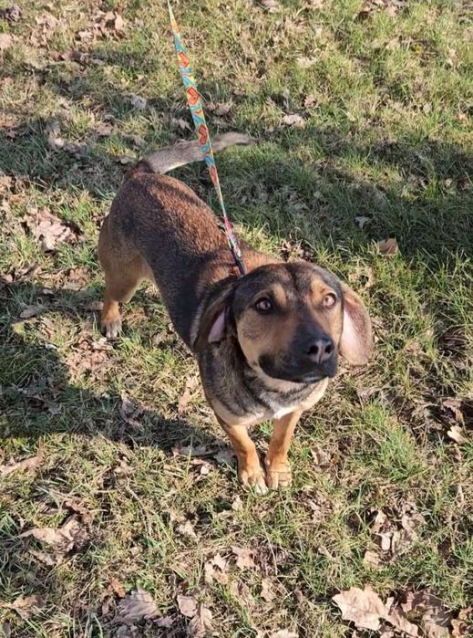 Nala w typie posokowca szuka domu