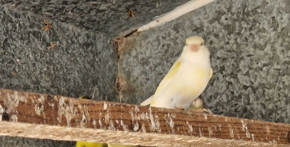 Canários várias cores, 2025