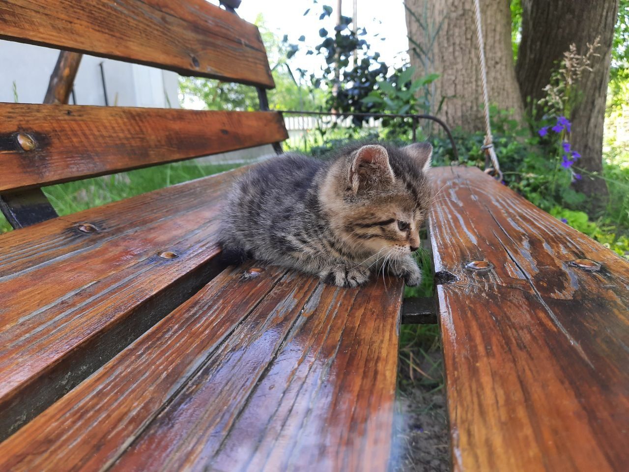 Кошенята господарські