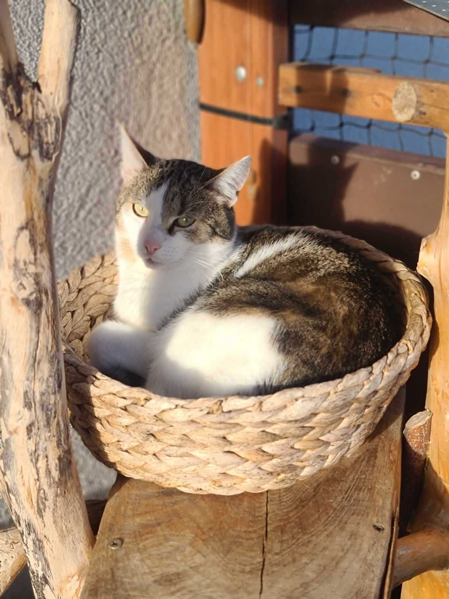 Kocurek Grzesiu do adopcji