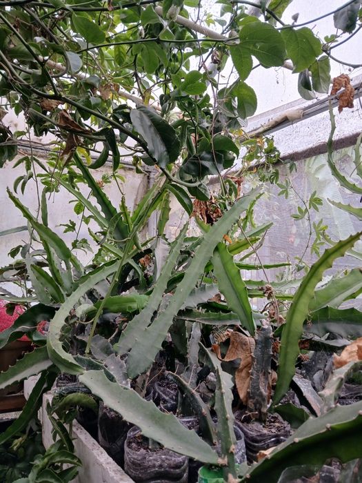 Pitayas amarela autopilinizantes