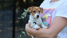 4,5 miesięczny piesek Jack Russell Terrier ZKwP FCI