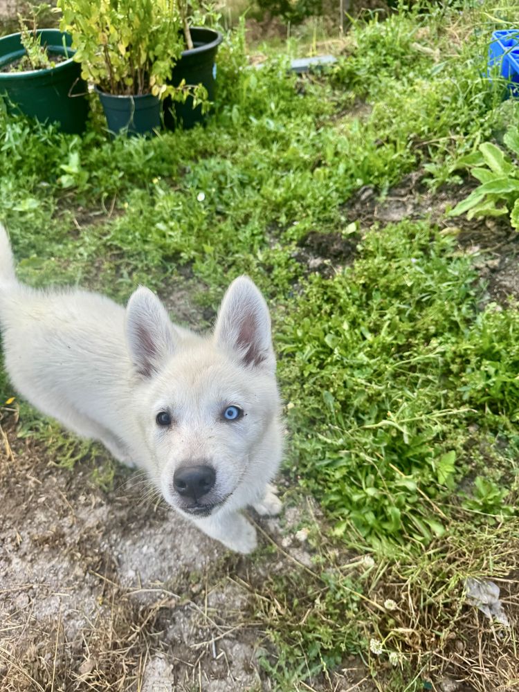 Husky siberiano c/lop