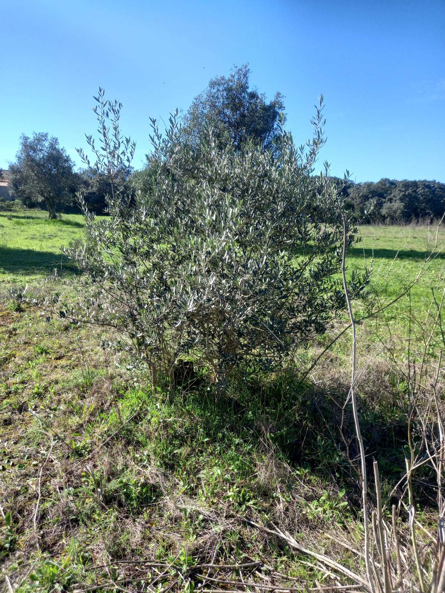 Terreno 6.500m2 com oliveiras Santarém