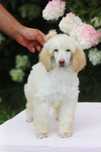 Słodki pudel królewski biała duży Sunia Sara Standard Poodle white