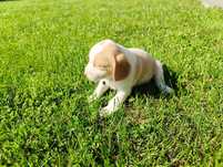 Beagle hodowlany bicolor
