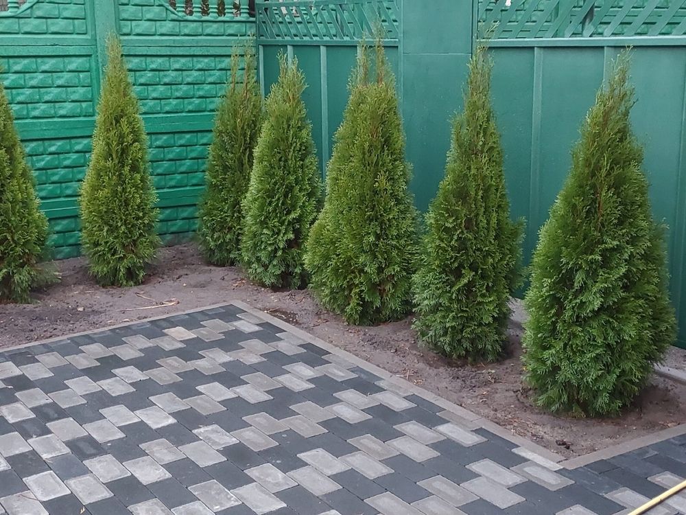 Туя Смарагд Брабант Колумна Ялівець Кипарисовик Солоницівка