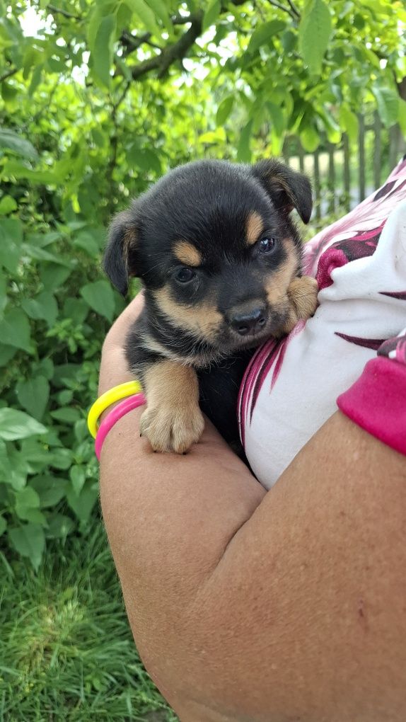 Trzy szczeniaki 7 tyg adopcja.