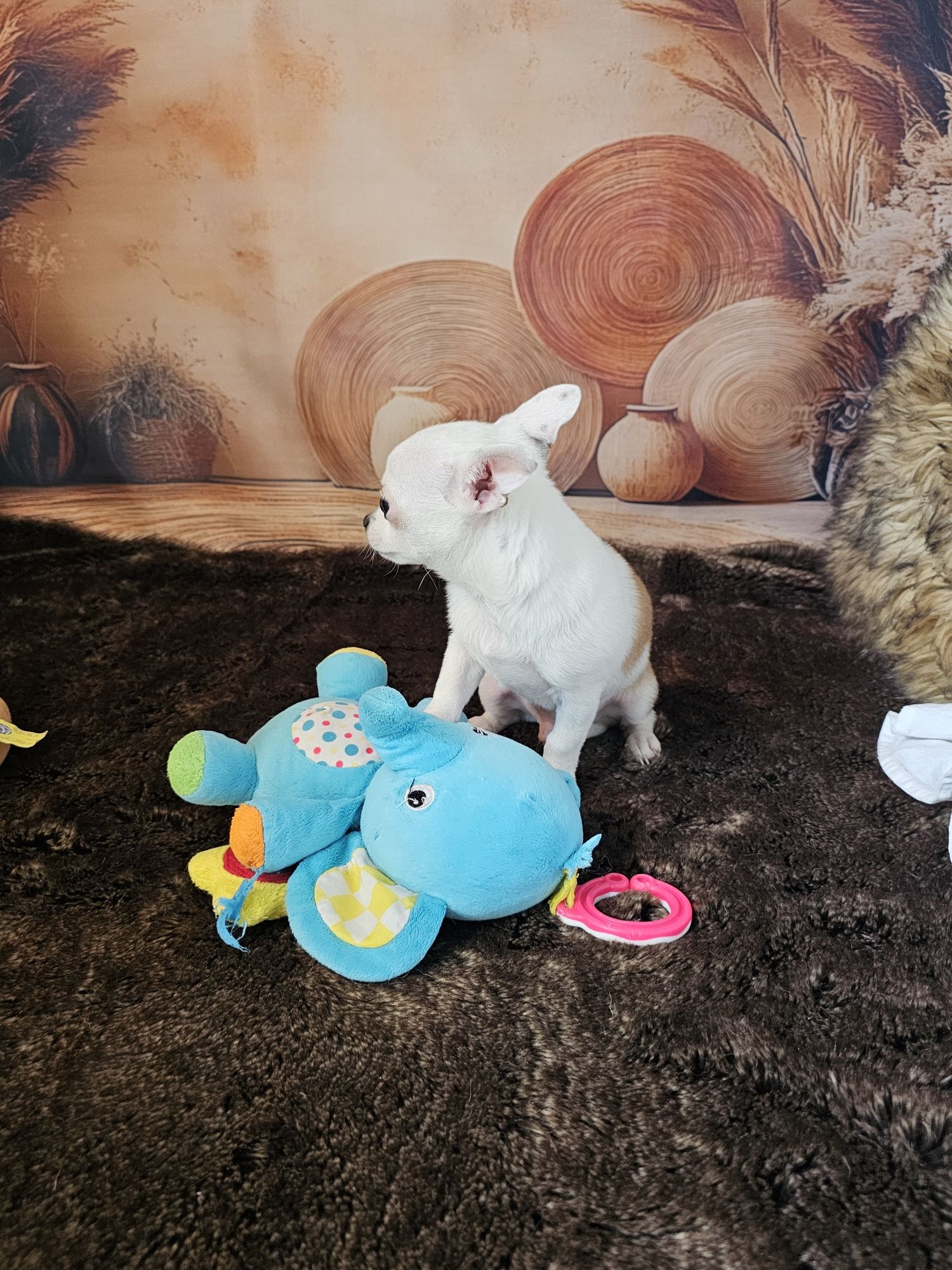 ***Piesek Xs chihuahua***