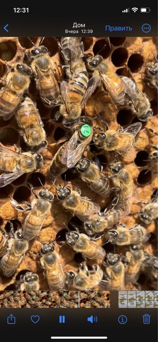 Матки Бакфаст F1. B1003, В200 Німеччина Ральф Кольбе