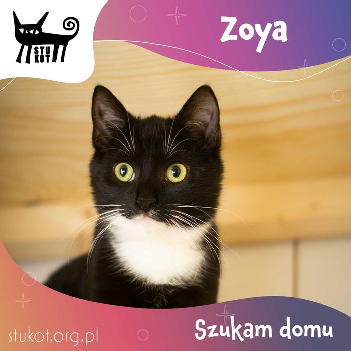 Zoja - młoda czarno biała kochana koteczka - adopcja