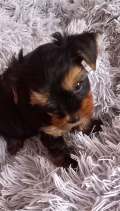 York żywe sreberko piesio